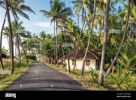 Coconut tree kerala hi-res stock photography and images - Alamy