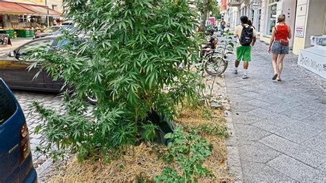 Meter Hanfpflanze W Chst Am Gehweg In Prenzlauer Berg