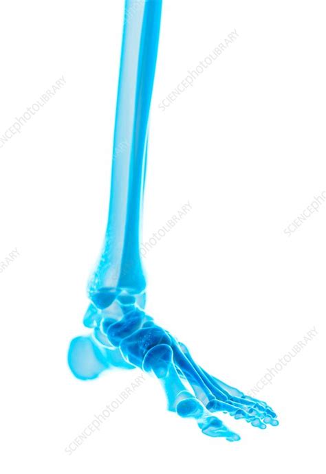 Foot bones - Stock Image - F016/3371 - Science Photo Library