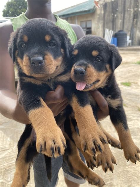 Female Rottweiler Puppies Available For Sale - Pets - Nigeria