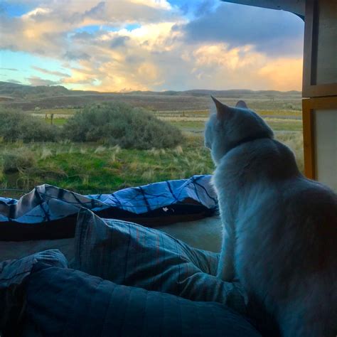 Van Life With a Cat: How to Easily Travel Full-Time With a Cat ...