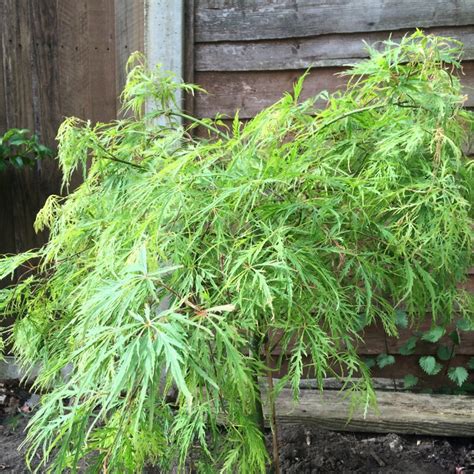 Acer Palmatum Dissectum Dissectum Group Syn Acer Palmatum Var Dissectum Dissectum Cut