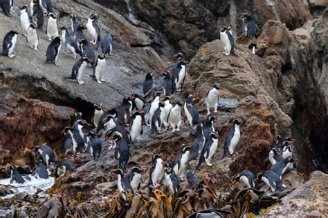 Crested Penguin Pictures - AZ Animals