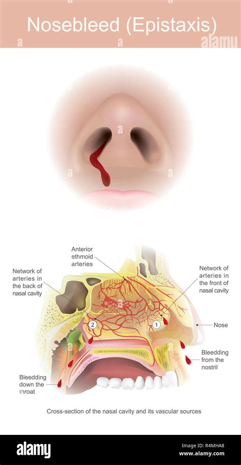 Nasal Cavity Hi Res Stock Photography And Images Alamy