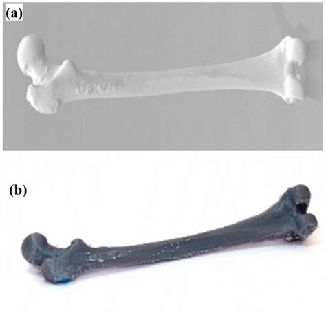 A Cad Model Of The Femur B 3d Printed Model Of The Femur 4 5 Tibia