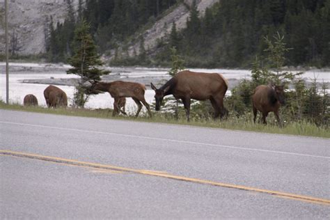 Growing Elk Herd Raises Worries in Central Washington