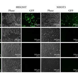 Gfp Gene Expression By Different Cell Types Transduced With