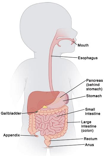 Anatomy Of The Pediatric Digestive System