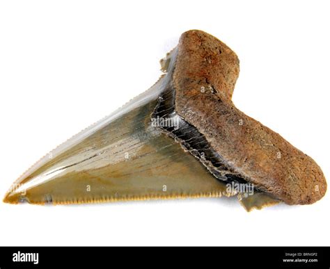 Pre Megalodon Fossil Shark Tooth Carcharocles Auriculatus 40 Million