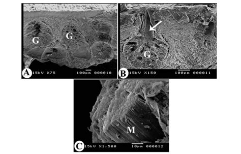 Scanning Electron Micrographs Of The Pharyngeal Roof Of Egyptian Geese