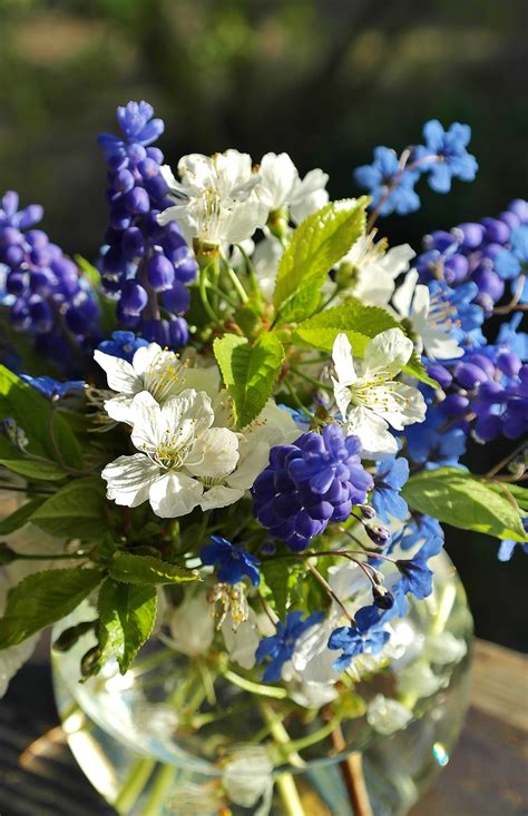 Free Images : water, nature, blossom, white, purple, spring, color ...