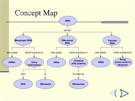 Concept Map Of Dna