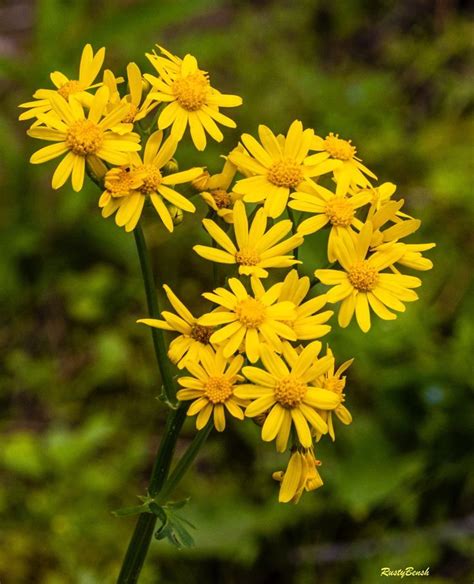 Pin by Lila Bassindale on mellow with yellow | Garden, Plants