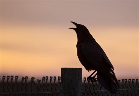 Do Crows Sing? | BirdNote