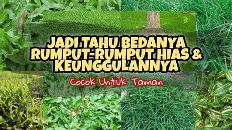 JENIS JENIS RUMPUT HIAS TERBAIK UNTUK TAMAN YouTube