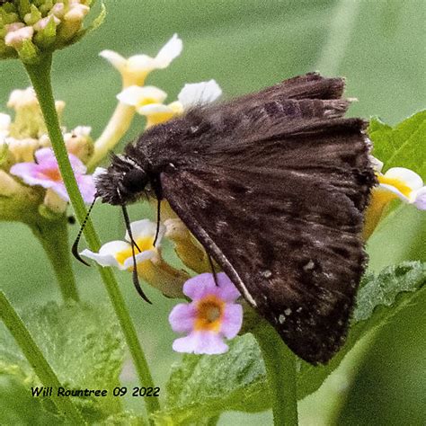 Mournful Duskywing Hodges 3953 Erynnis Tristis Erynnis Horatius