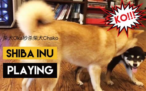 【加拿大柴犬生活】柴犬oka And Chako 谁能赢！？shiba Inus Playing哔哩哔哩bilibili