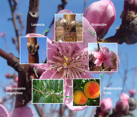 Latencia invernal en yemas de árboles frutales una panorámica