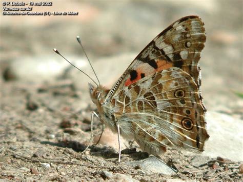 Côté Nature La Belle Dame Painted Lady Vanessa cardui