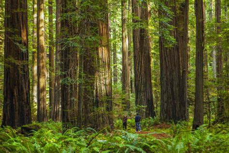 Forest Ecosystem and Biodiversity Definitions