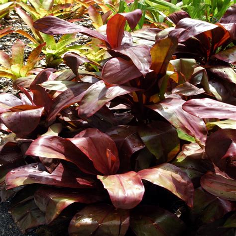 Cordyline Terminalis Dr Brown Ti Plant Siteone