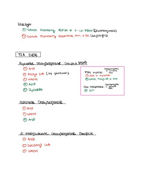 Glycolysis, Gluconeogenesis, and TCA Cycle Flowcharts as well as their regulation. : Mcat