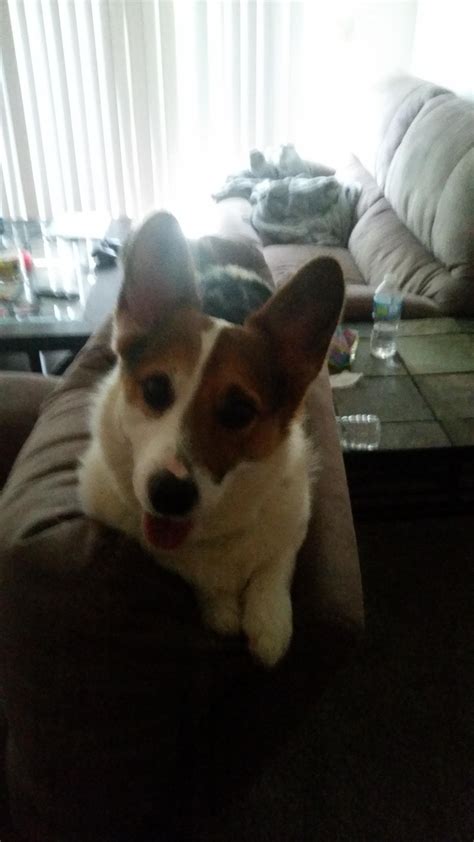 I Posted That I Was Getting A Corgi About A Week Ago I Just Wanted To Share With You All That