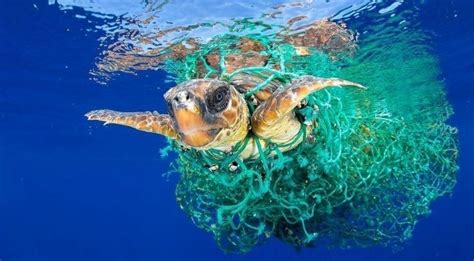 20 Turtles Dead Dozens Trapped In Plastic Waste On Worlds Longest