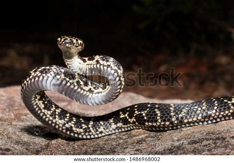 Australian Endangered Broad Headed Snake Stock Photo (Edit Now) 1486968002