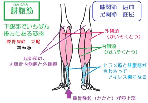 「ふくらはぎ」の筋肉を鍛える！その効果と自宅でできる方法は？