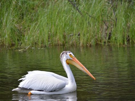 Pelicans In North America All You Need To Know