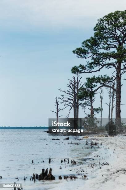 Pantai Taman Negara Bagian Florida Kosong Dengan Pepohonan Dan Garis