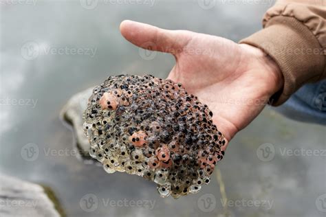 frog or toad eggs laying in human hand all against water of pond in ...