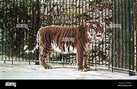 Caspian tiger hi-res stock photography and images - Alamy