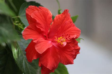 Crimson Red Hibiscus In Desert Sun Photograph By Colleen Cornelius