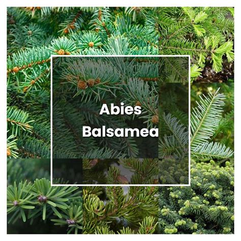 How To Grow Abies Balsamea Plant Care And Tips Norwichgardener