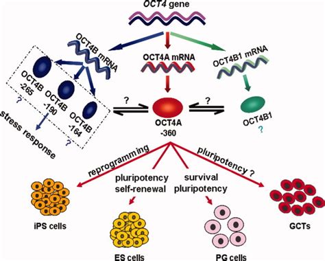 Concise Review Isoforms Of Oct4 Contribute To The Confusing Diversity In Stem Cell Biology