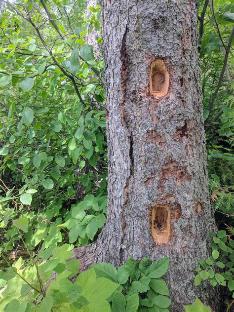 Creature Feature: Pileated Woodpecker - Cape Elizabeth Land Trust