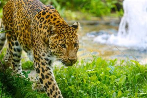 Preservando Al Majestuoso Leopardo Del Amur Al Borde De La Extinci N