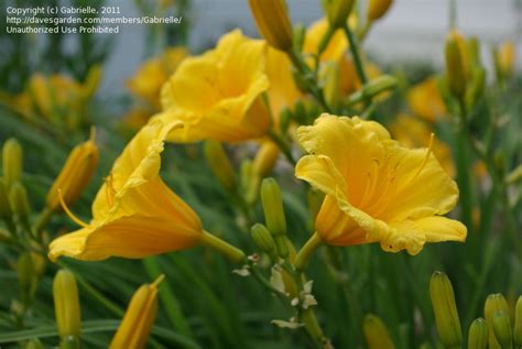 Plantfiles Pictures Daylily Stella De Oro Hemerocallis By Poppysue