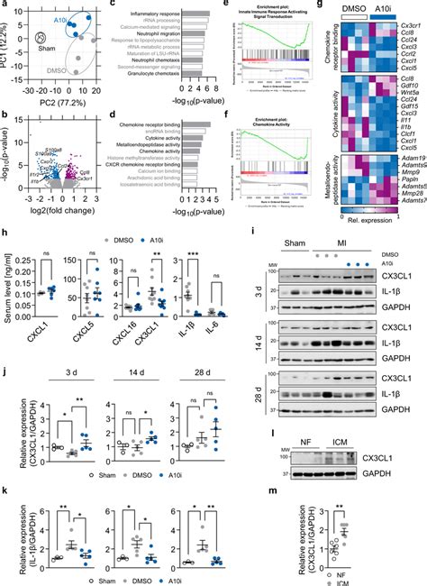 ADAM10 Inhibition After MI Reduces Neutrophil Chemotaxis Associated