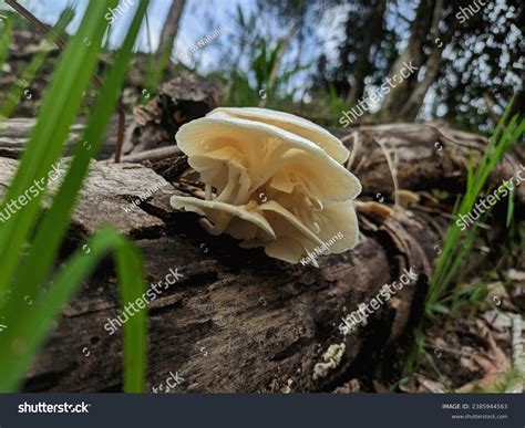 Lentinus Squarrosulus Mushrooms White Fungus Edible Stock Photo