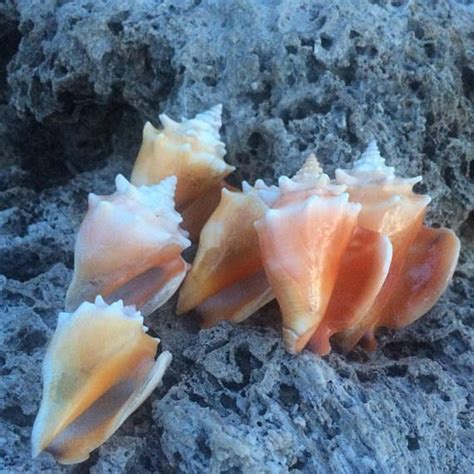 Fighting Conchs Conch Shells Sea Shell Decor Strombus | Etsy | Sea ...