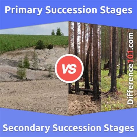 Primary Succession vs. Secondary Succession Stages: 6 Key Differences ...