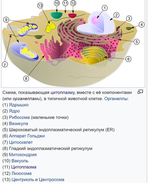 ЭПС: что это, функции, строение, характеристика, расположение, значение