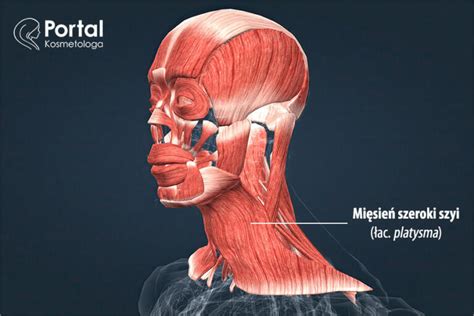 Mięsień szeroki szyi Portal Kosmetologa