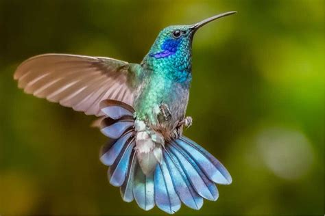 Pretty Blue Hummingbirds