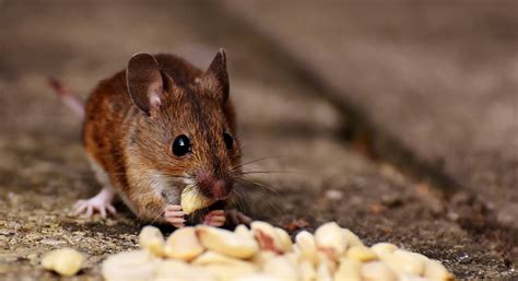 Laoshu 老鼠 Tikus Belajar Bahasa Flora Fauna Tionghoa org