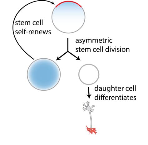 Jens Januschke Lab Asymmetric Cell Division Polarity Cell Fate