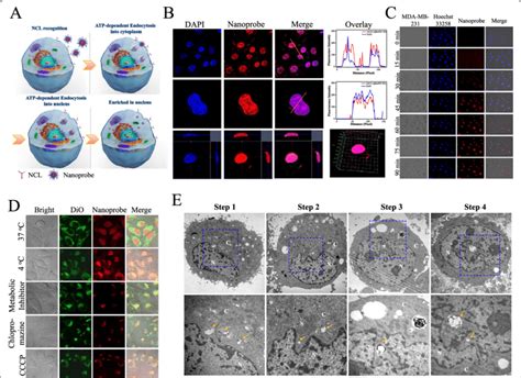 Nanoprobe Highlight Tumor Cells Nucleus Through Atp Dependent